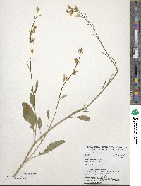 Brassica carinata image
