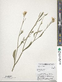 Brassica carinata image