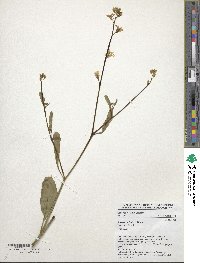 Brassica carinata image