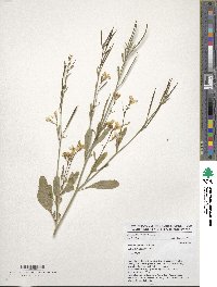 Brassica carinata image