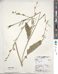 Brassica carinata image