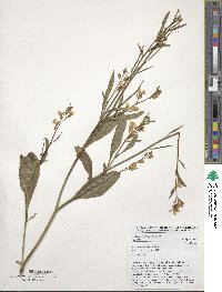 Brassica carinata image