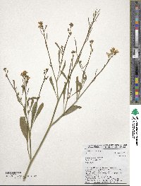 Brassica carinata image
