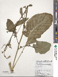 Brassica carinata image