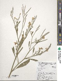 Brassica carinata image