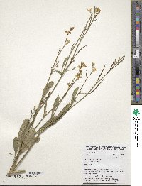 Brassica carinata image