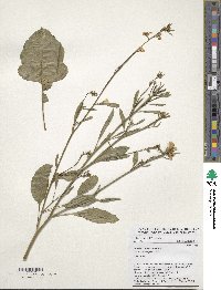 Brassica carinata image