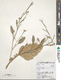 Brassica carinata image