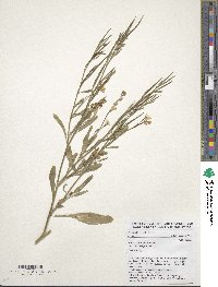 Brassica carinata image