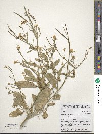Brassica carinata image