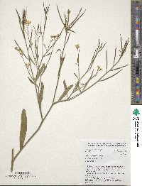 Brassica carinata image