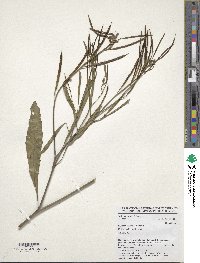 Brassica carinata image