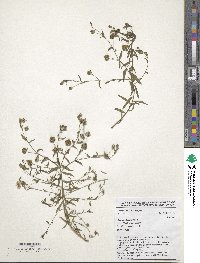 Linum usitatissimum image