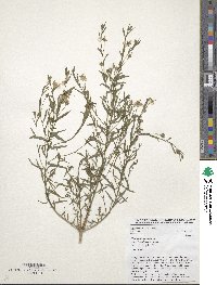 Linum usitatissimum image