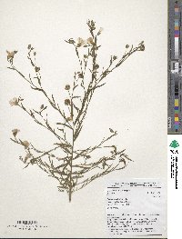Linum usitatissimum image