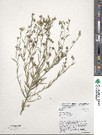 Linum usitatissimum image