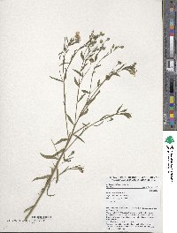 Linum usitatissimum image