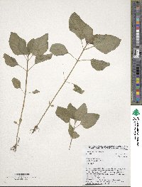 Sesamum indicum image