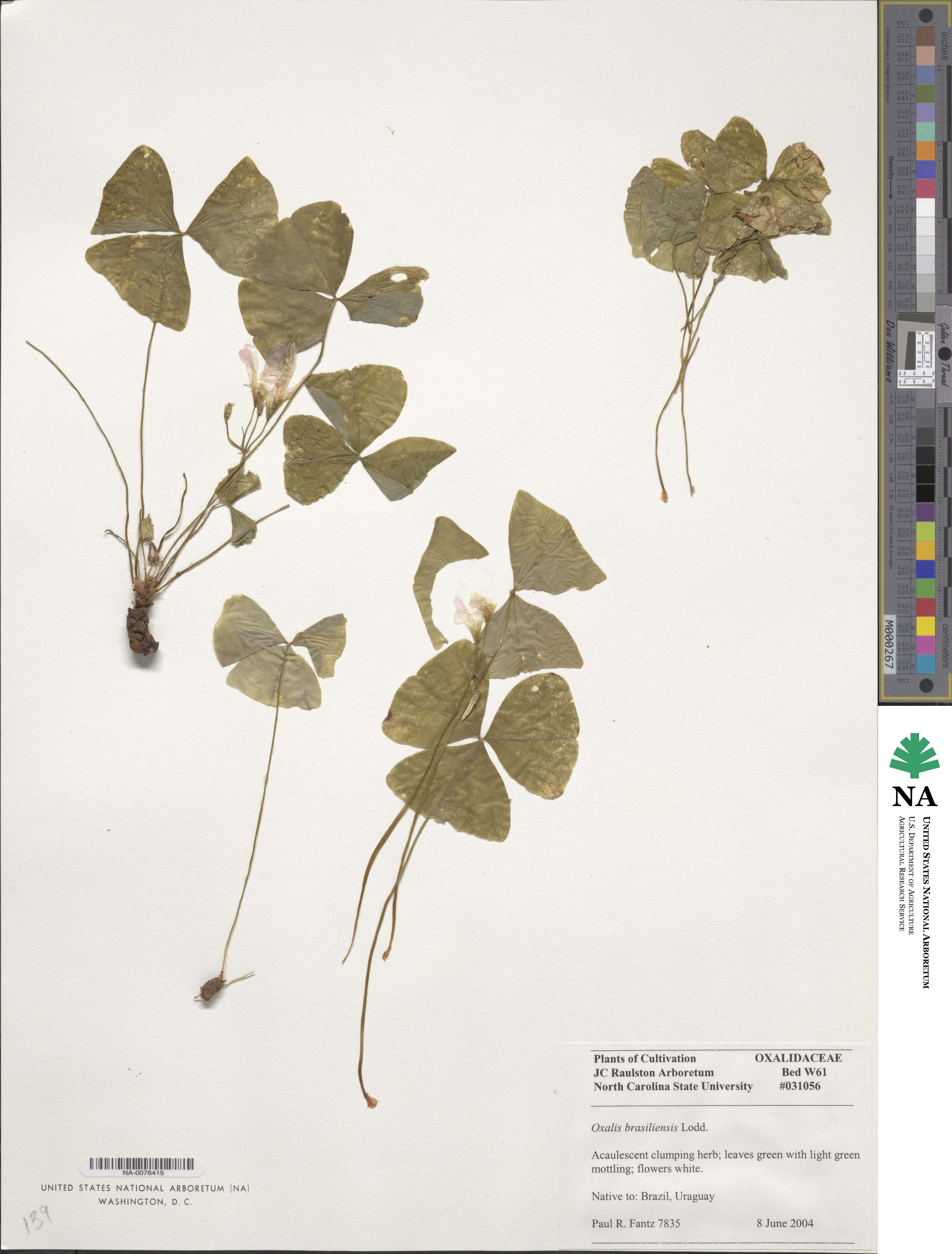 Oxalis brasiliensis image