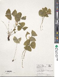 Image of Oxalis brasiliensis