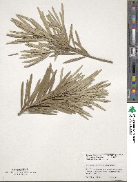 Podocarpus macrophyllus image