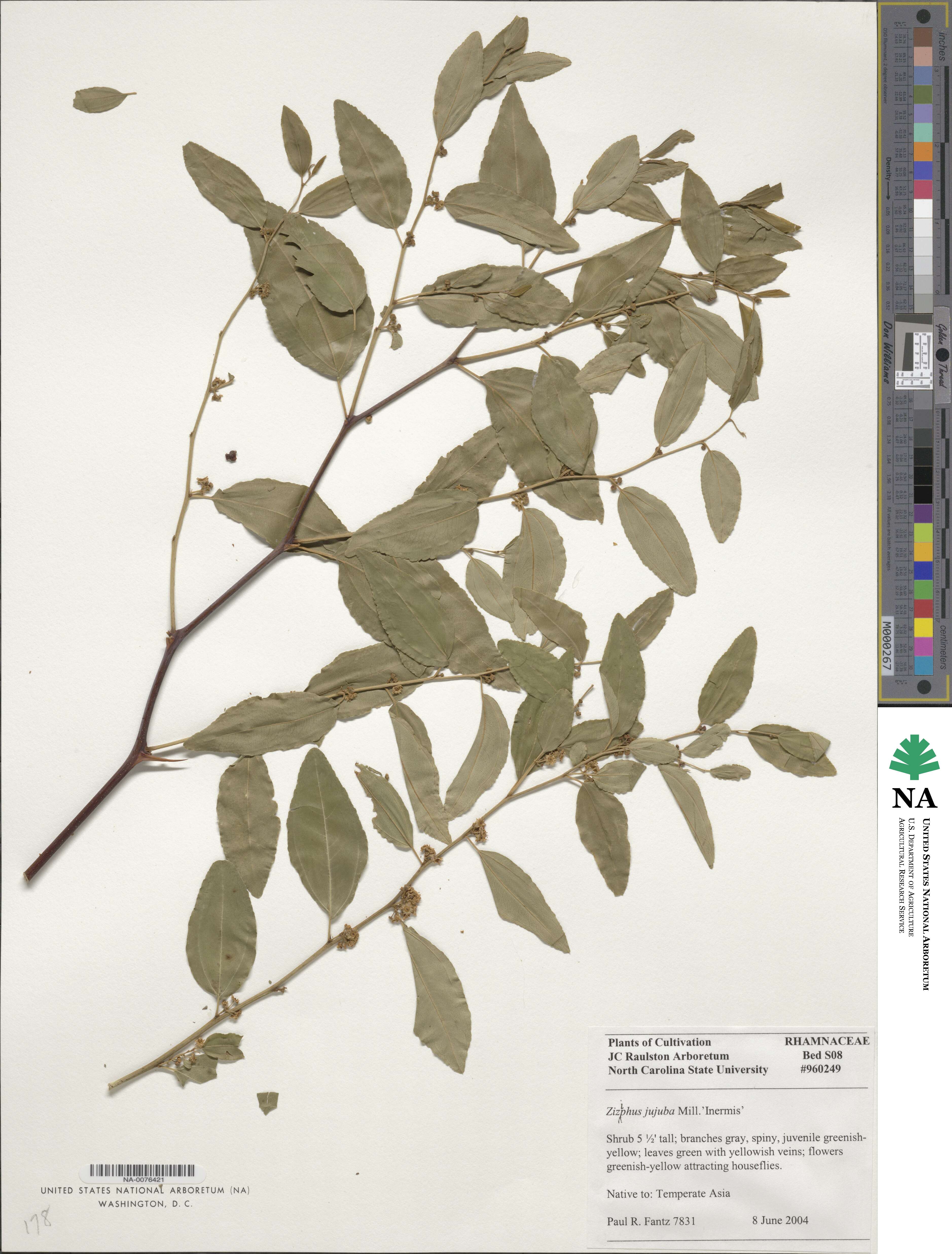 Ziziphus jujuba var. inermis image