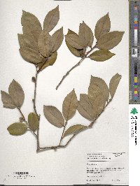 Camellia oleifera image