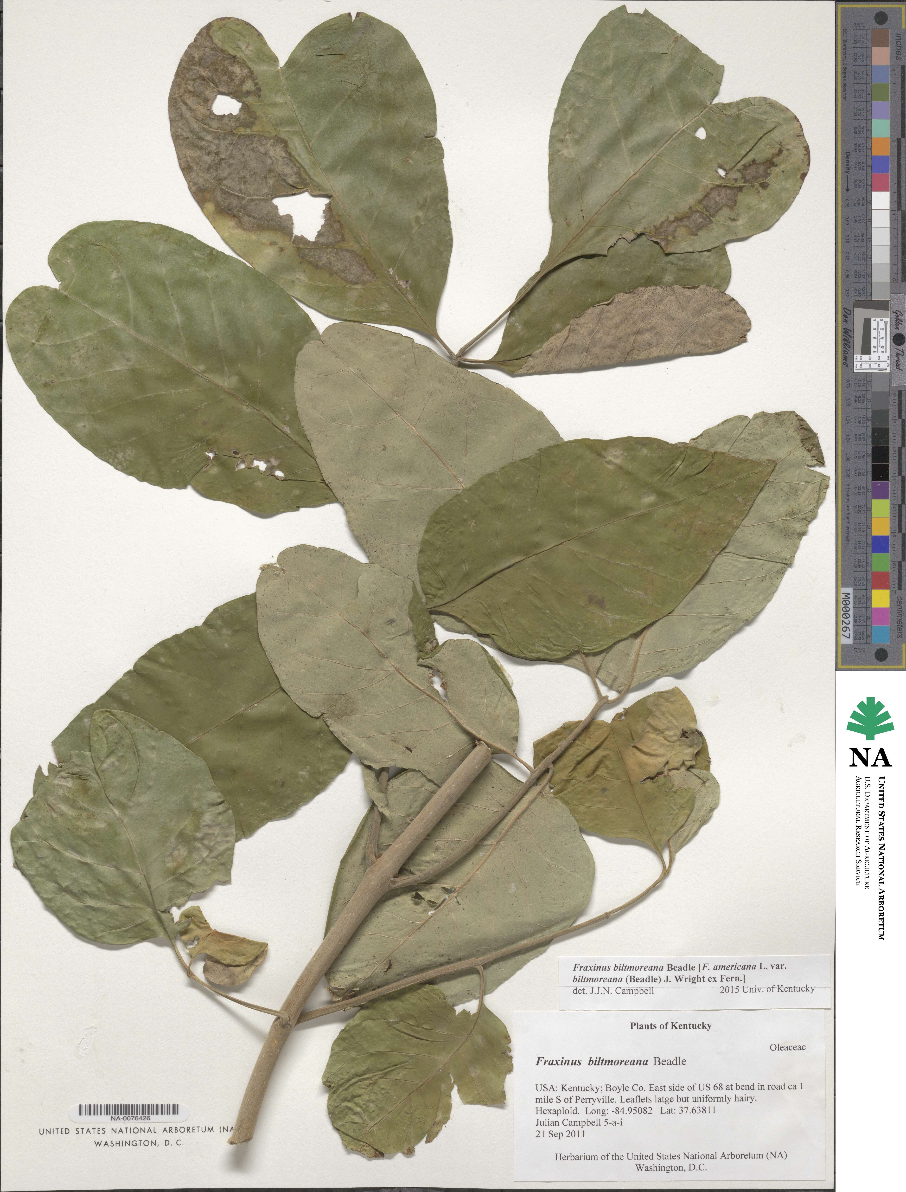 Fraxinus image