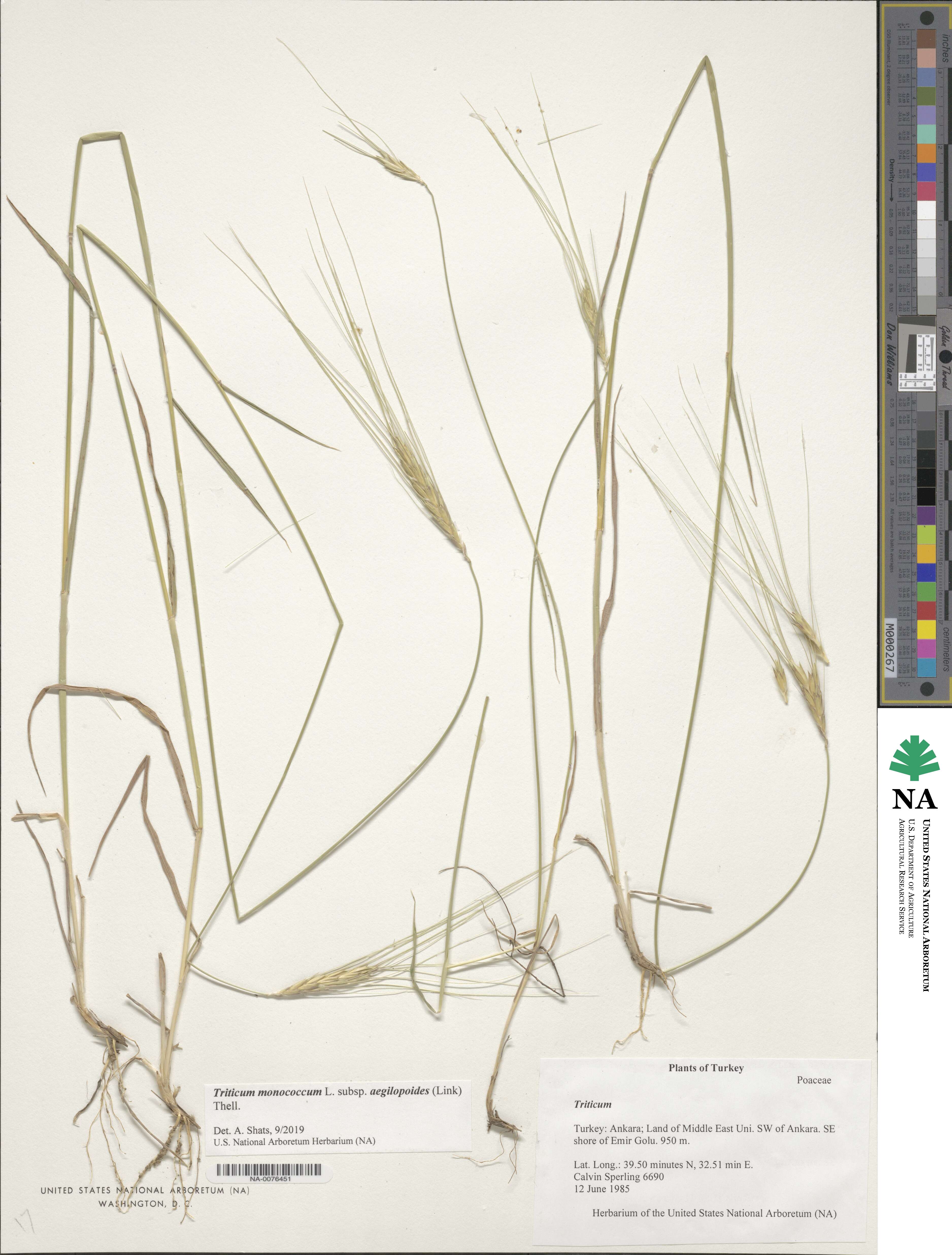 Triticum monococcum subsp. aegilopoides image