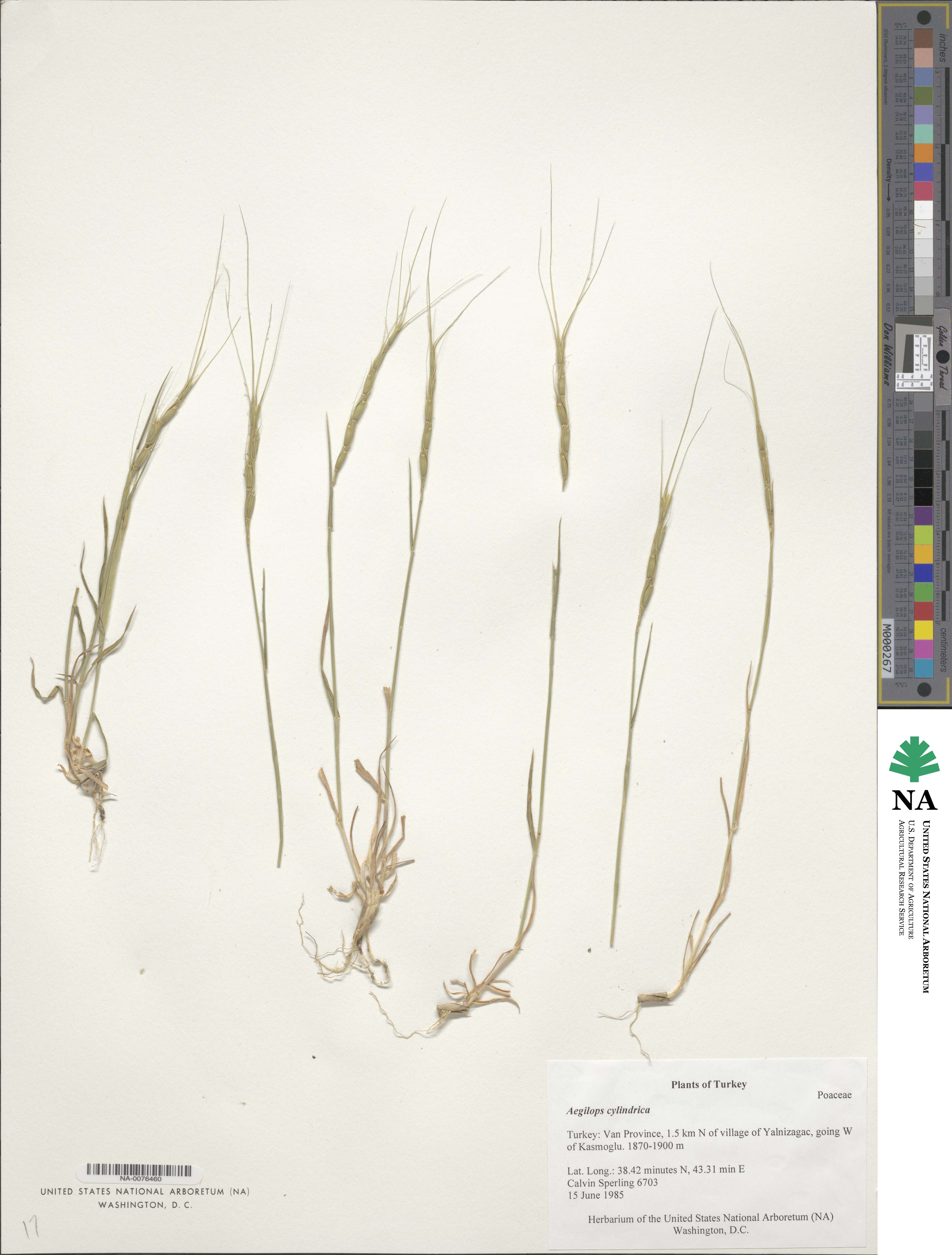 Aegilops cylindrica image