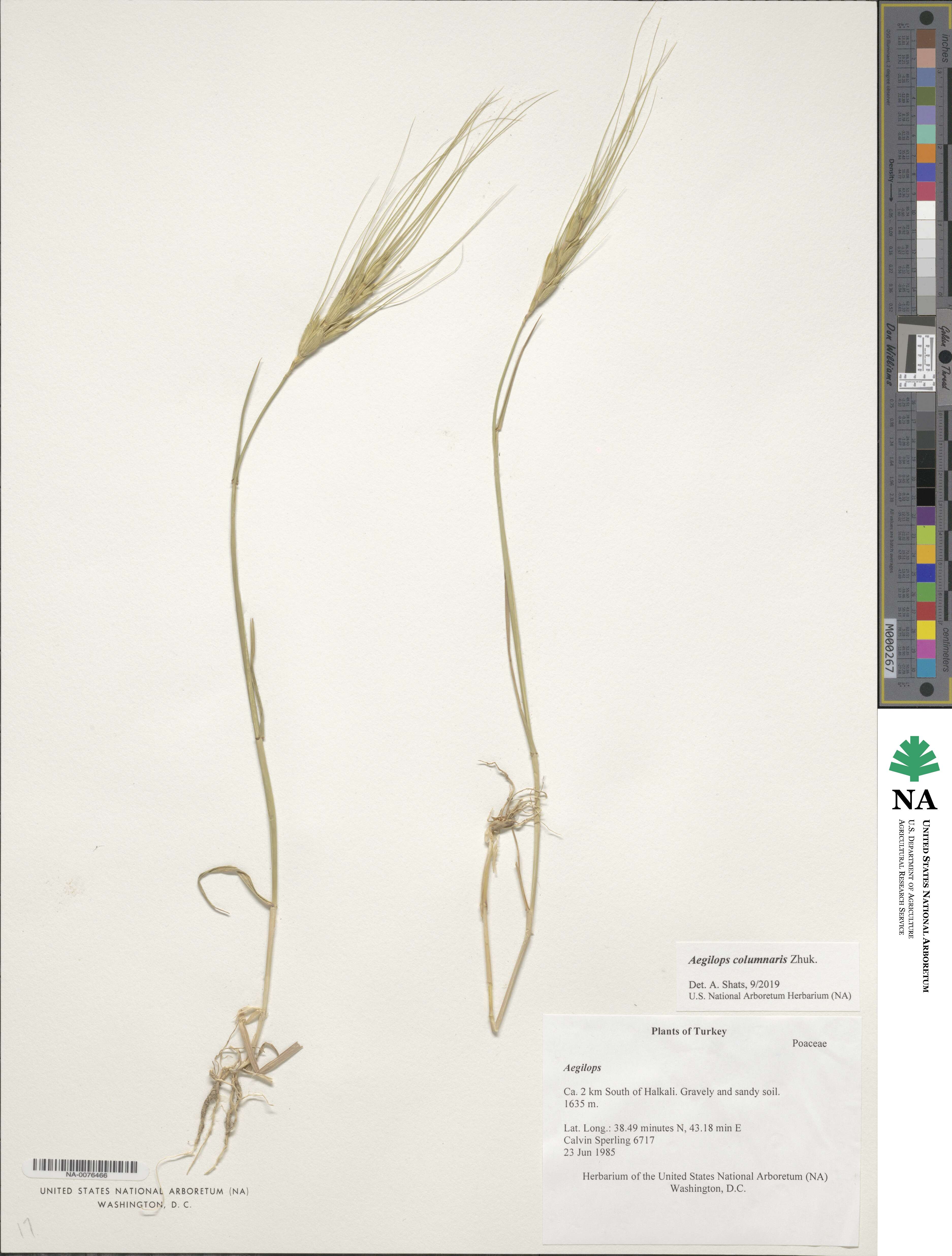 Aegilops umbellulata image