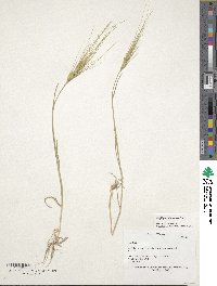 Aegilops umbellulata image