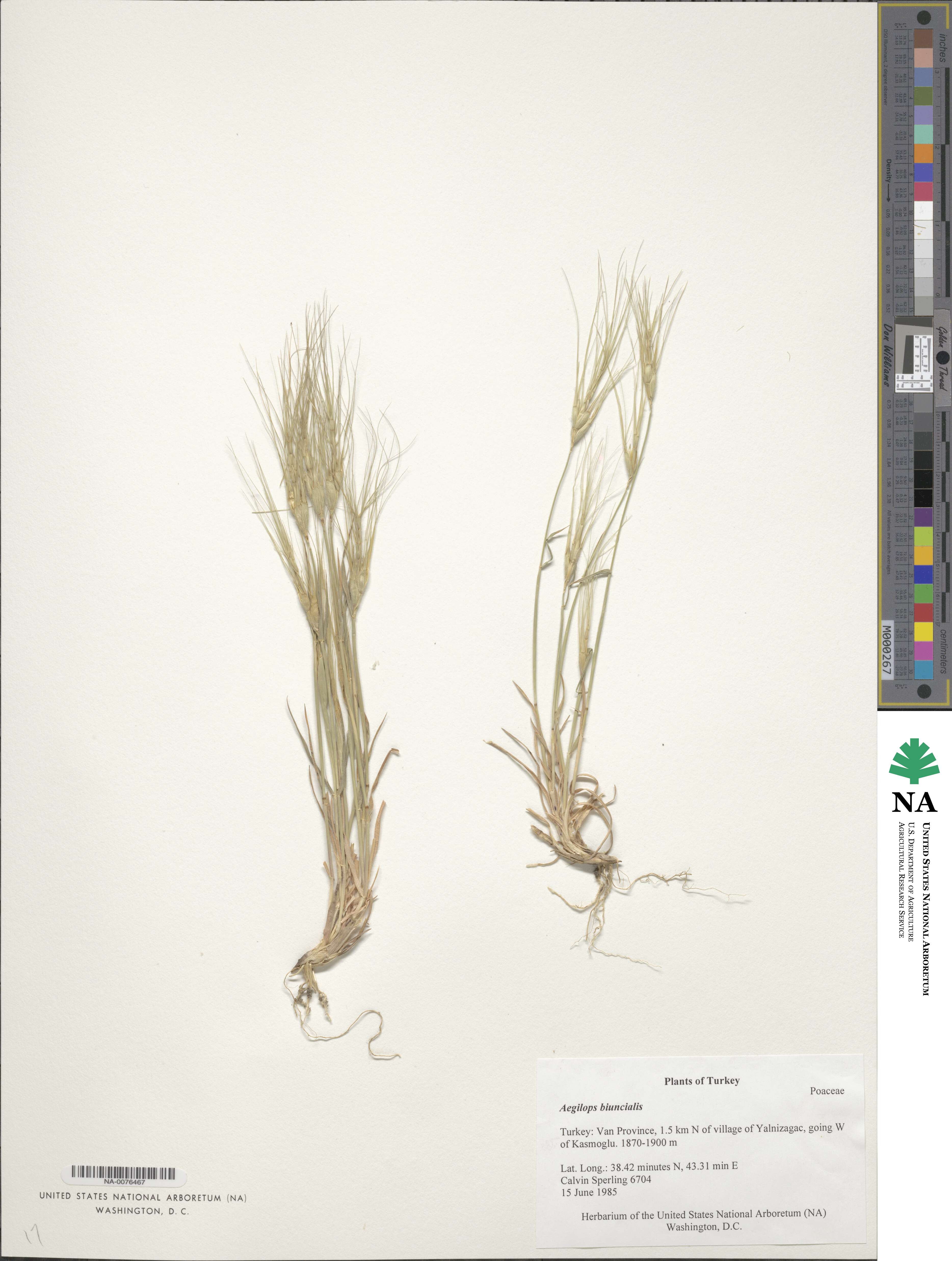 Aegilops biuncialis image