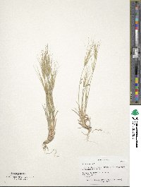 Aegilops biuncialis image