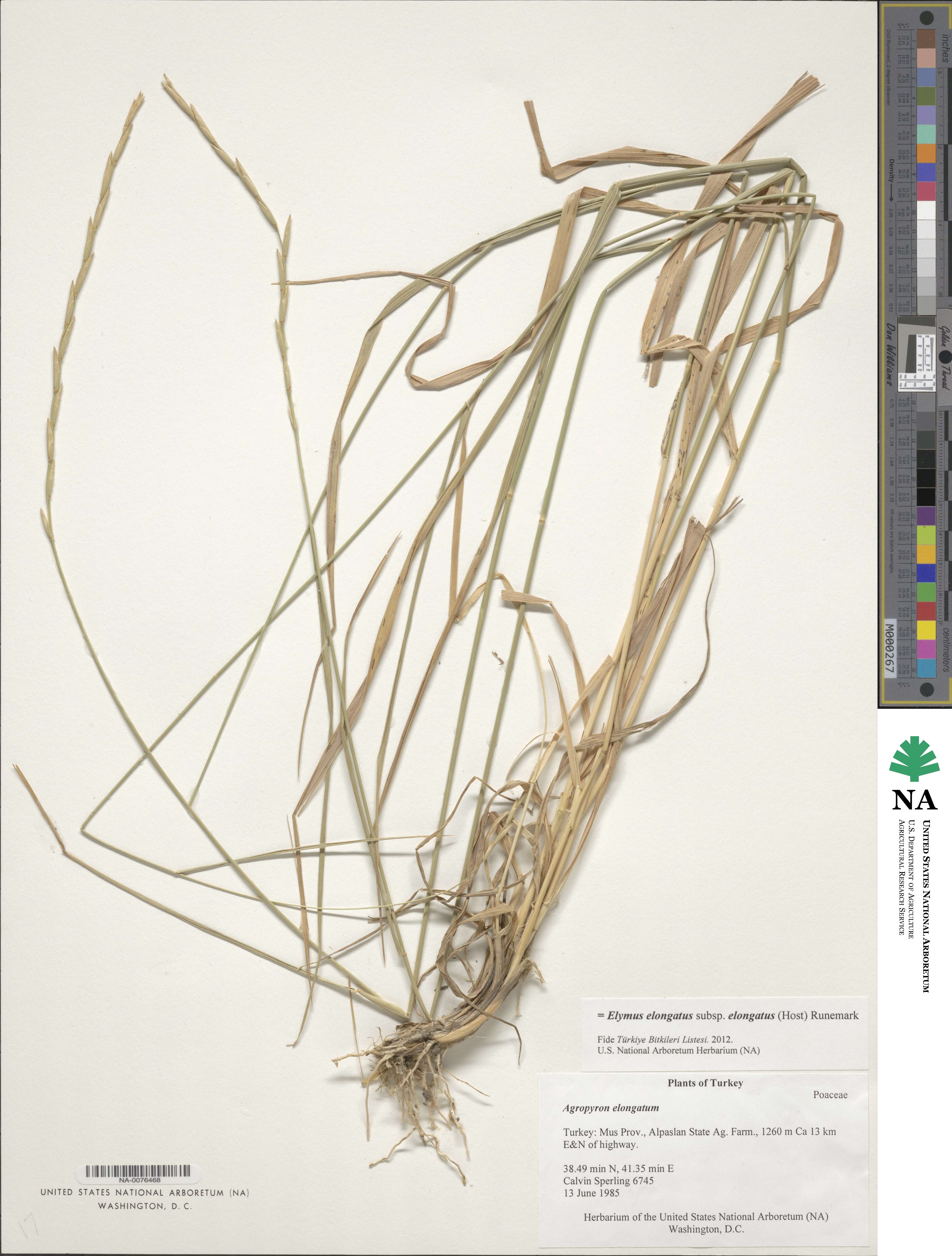 Elymus elongatus image