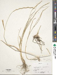 Elymus elongatus image