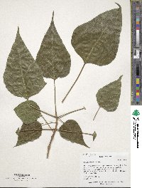 Catalpa bungei image