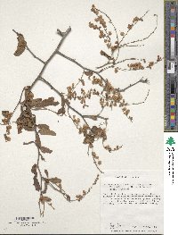 Gymnopodium floribundum image