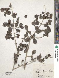 Duranta erecta image