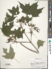 Acer saccharinum image