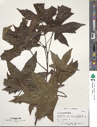 Liquidambar styraciflua image