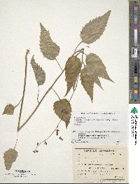 Adenophora remotiflora image