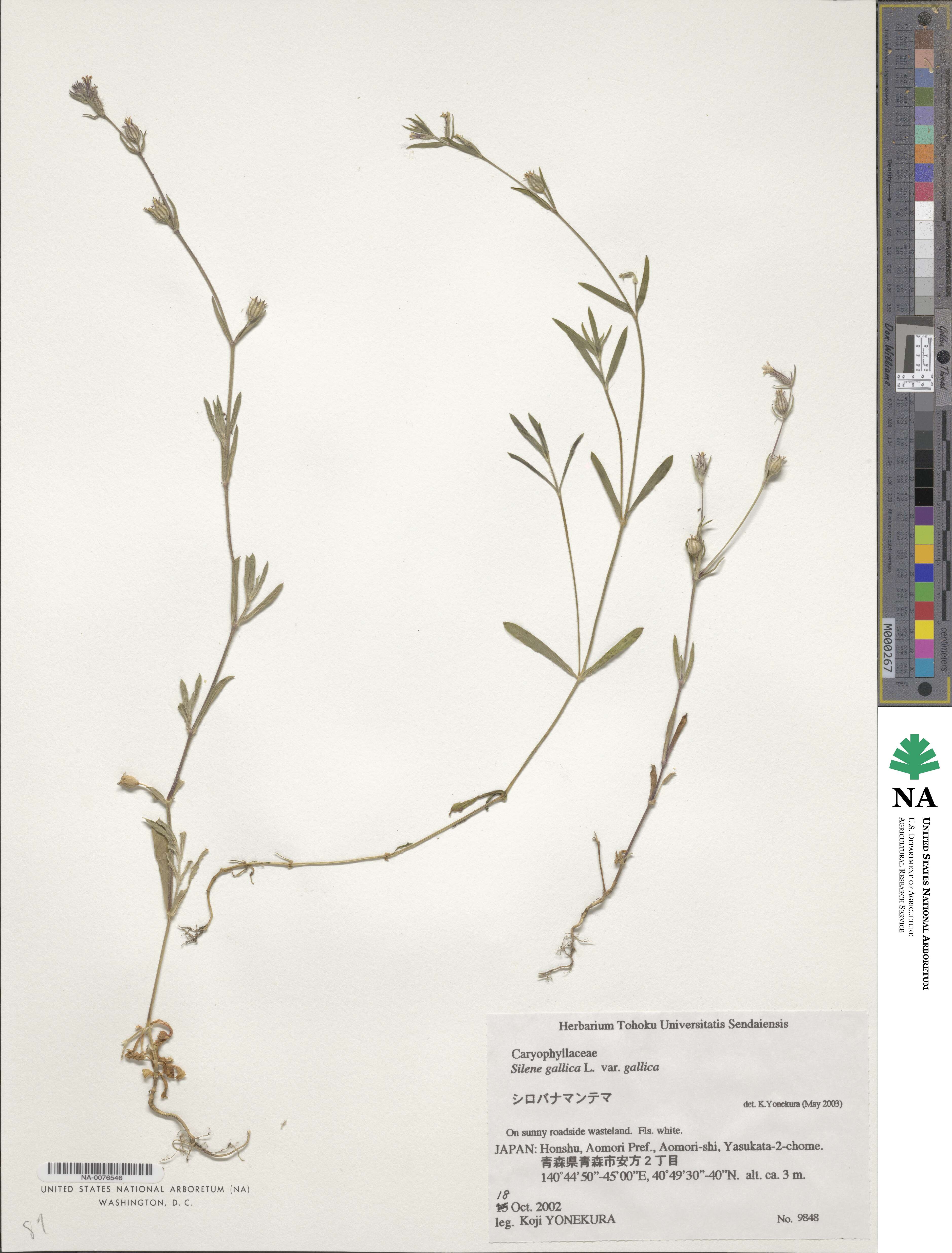 Silene gallica var. gallica image