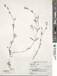 Silene gallica image