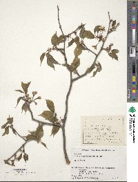 Prunus leveilleana image