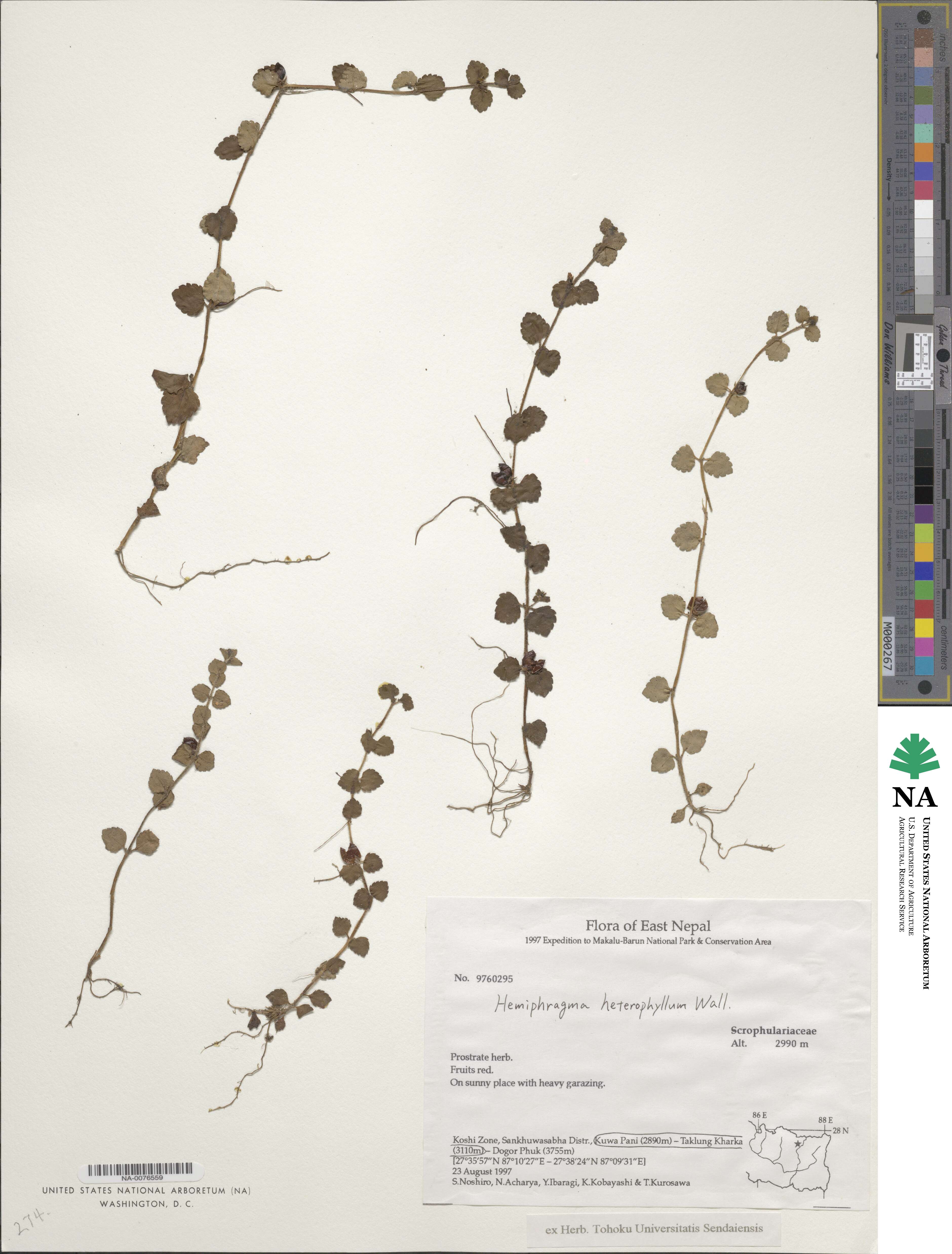 Hemiphragma heterophyllum image