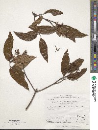 Viburnum cylindricum image