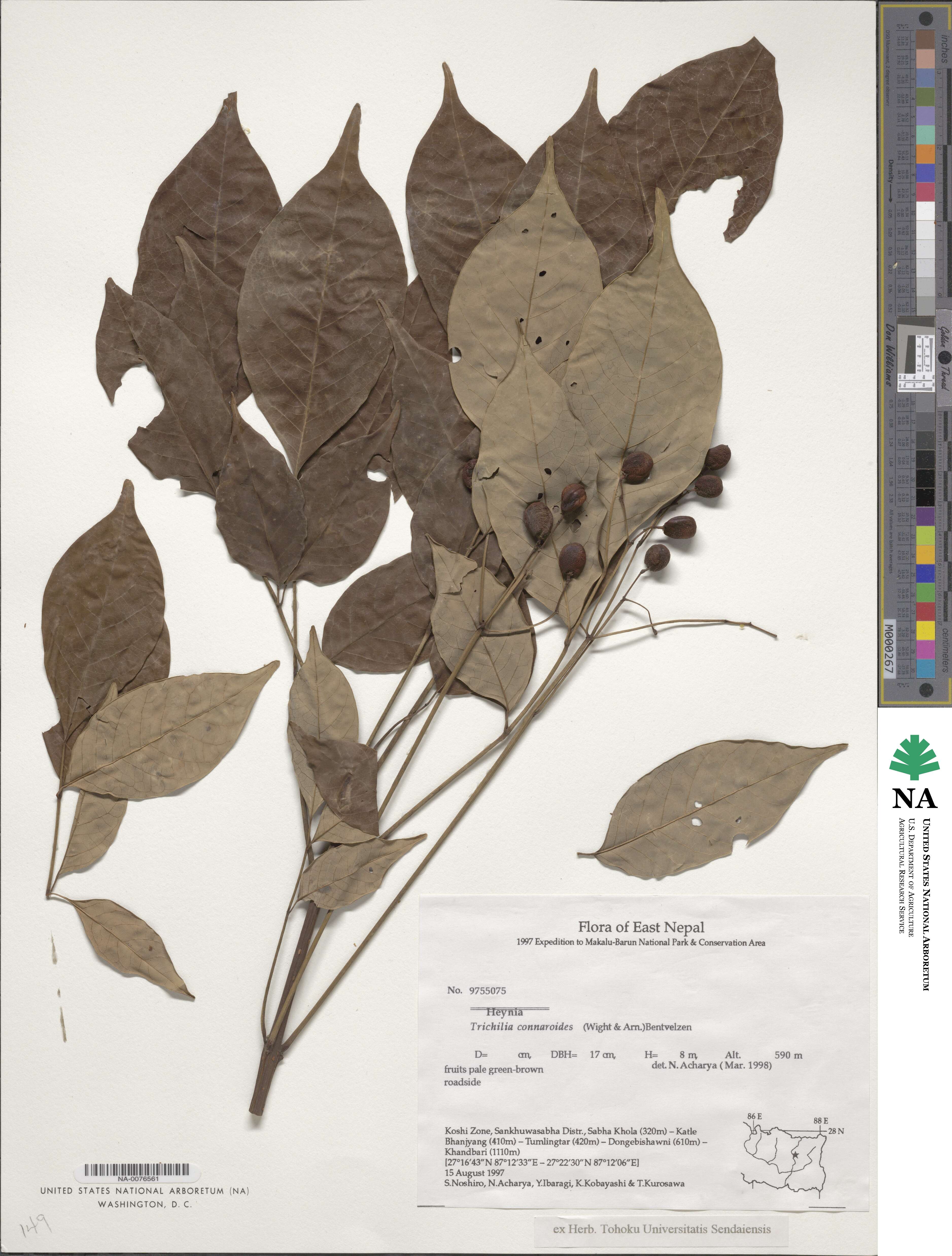 Heynea trijuga image