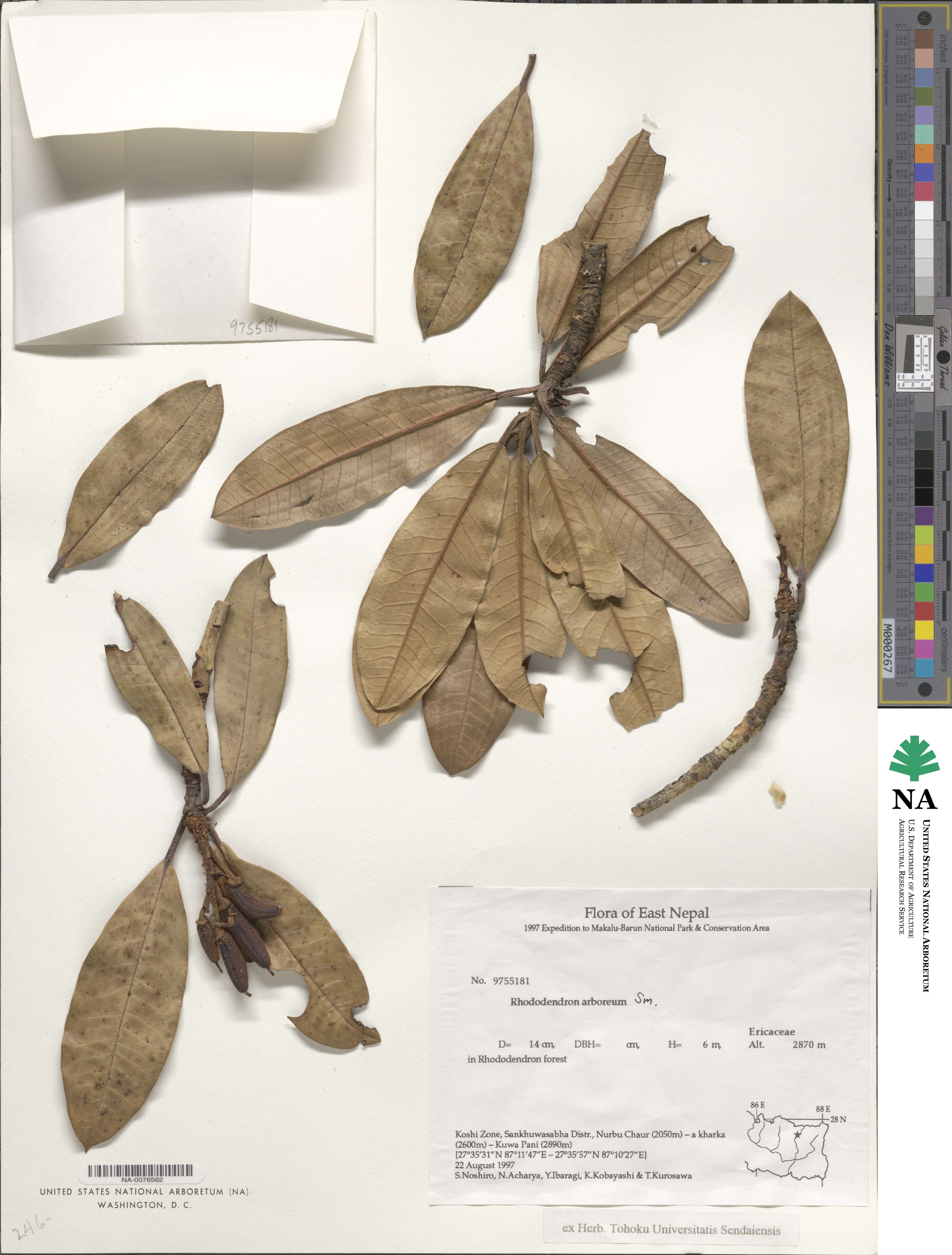 Rhododendron arboreum image