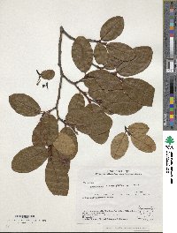 Image of Lyonia villosa